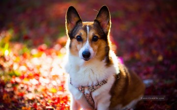  fotos - Hund Floral Background Malerei von Fotos zu Kunst
